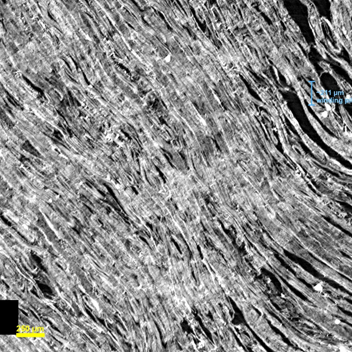 A 2.4 µm CT crop of PHerc1203's interior. Wavy near-horizontal papyrus laminae run across the frame, each sheet visibly built from finer bright fibers. A blue caliper marks a roughly 211 micron sheet-to-sheet winding pitch; a yellow 250 micron scale bar sits bottom-left.